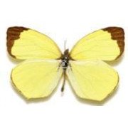 EUREMA XANTOCHLORA XANTHOCHLORA